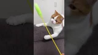 猫じゃらしに興奮MAX！でも捕まえたら興味なしww #shorts #猫 #猫動画