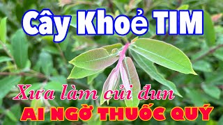 Cây KHoẻ TIM, Ai Không Biết Chặt Làm Củi Đun, Khi Cần Tìm Không Thấy | CTVC