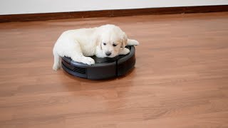 Puppy Rides On Roomba