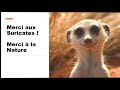 astuces de géo l histoire du suricate the ant man