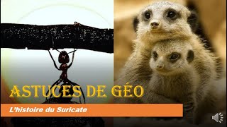 Astuces de Géo : l'histoire du Suricate - The Ant! Man