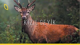 Türkiye'nin en büyük geyiği: Kızıl Geyik