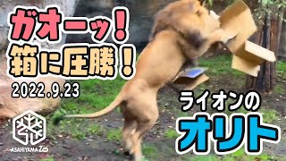 【旭山動物園】ガオーッ！箱に圧勝♪📦🦁さすがの迫力 ライオンのオリト(9/23)[Asahiyama Zoo]  Lion, Orito.