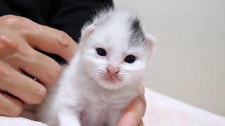 君たちは子猫だけど…未知の生命体に見えちゃいますね【赤ちゃん猫　保護猫】