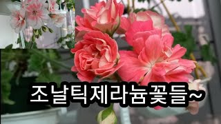 조날틱제라늄꽃 구경하셔요##봄날은조날틱제라늄꽃이최고에요!!##봄꽃