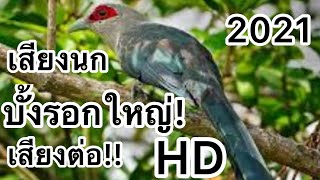 เสียงนกบั้งรอกใหญ่!! เสียงต่อ! 2021