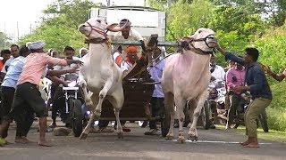 Powerful khillari bulls running in Tungala race