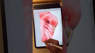 Drawing realistic Flamingo in Procreate 🦩 | 프로크리에이트로 플라밍고 그리기