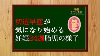 【妊娠24週】切迫早産と早産は違います！妊娠24週の胎児の様子とこの時期の注意点