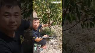 EP54 中国海南黑刺榴莲幼年树修剪示范讲解 ｜ Demonstration on durian trimming in Hainan, China_20230905 #榴莲 #durian