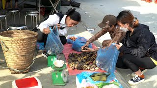 Download Mp3 Harvesting Stone Snails Goes to the market to sell goods Lý Thị Ca