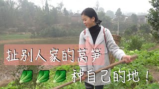 漆二娃的生活：妈妈安排的任务栽莴笋轻松搞定，给自己点个赞！大家来看我栽的怎么样！（一月份老视频）