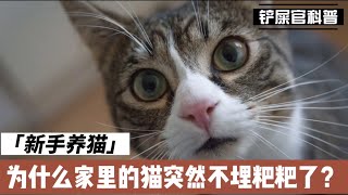 新手养猫 为什么家里的猫突然不埋粑粑了？Why is my cat suddenly not burying shit?