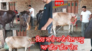 8 August 2023 ਫੋਨ 84274-07053 ਇਹ ਸਾਰੇ ਪਸ਼ੂ ਮਾਣੇ ਵੀਰ ਦੇ ਆ