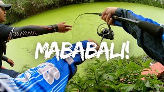 Unboxing the NEW MAJOR CRAFT CEANA REEL and I caught a lot of SNAKEHAD with it! | Y3E20