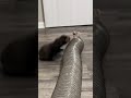 Sounds Made by Excited Ferrets