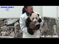 可愛い幕開け✨ いっぱい遊んで飼育員さんに大切に抱えられて帰っていく🐼 丁寧な飼育🐼 彩浜🌈 4kupconvert アドベンチャーワールド🐼