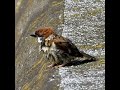 水浴び直後のスズメがびしょ濡れでかわいい