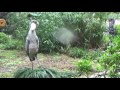 雨のハシビロコウshoebill in the rain 210 【animaltv アニマルテレビ】