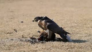 송골매 꿩을 잡음 Peregrine Falcon with the caught Pheasant | Falco peregrinus