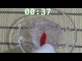 Ultrason Jeli Ile Şeffaf Cam Slime Yaptım! 2 Dakikada Slime Hazır - Bidünya Oyuncak Ultrason Jeli Ile Şeffaf Cam Slime Yaptım! 2 Dakikada Slime Hazır - Bidünya Oyuncak