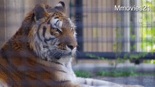 Amur tiger in retreat サブ放飼場で過ごすアムールトラのタツオ