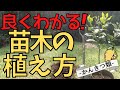 良くわかる！レモンの木 かんきつ類の苗木の植え方【ファームハウスみどり】