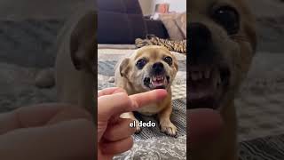 ¿Por qué los perros odian el dedo del medio? 😮