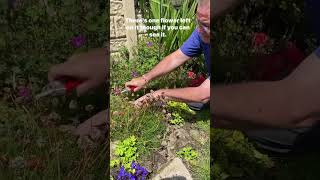 Plant for sea side Armeria maritima, the thrift, sea thrift #seaside #plants #garden