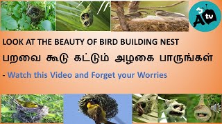 பறவை கூடு கட்டும் அழகை பாருங்கள்- LOOK AT THE BEAUTY OF BIRD BUILDING NEST