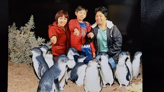 澳洲墨爾本6日/跟著縱橫天下團體旅遊悠遊世界5分47秒