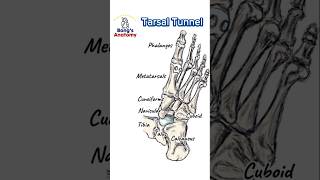 4D. Tarsal Tunnel_revised #anatomy #bones #art #illustration #muscle