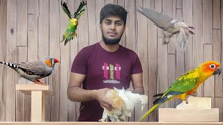 All varieties of birds and rodents available at Bangalore Hamster breeders at reasonable prices 0.1