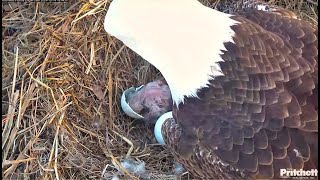 SWFL Eagles ~ Proud Papa M15 Sees E24 1st Time! He's In Love 💕 Sweet Moments With Hatchling 12.14.24