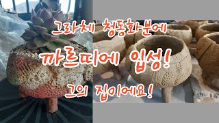 [별란지공방 다육이사랑]  청동화분에 심은 까르띠에!ㅣ그라체 수제 다육이 화분 ㅣ 별란지공방