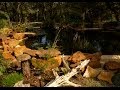 Turning a Swimming Pool into Natural Pond | Irene Anderson