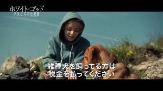 『ホワイト・ゴッド 少女と犬の狂詩曲(ラプソディ)』予告編