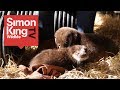 Orphan Otters Meet for the First Time - Cute!