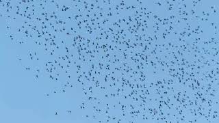 European Golden Plover, Pluvialis apricaria, Petten, NH, the Netherlands, 5 Sept 2023 (2/3)