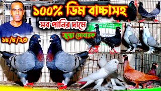 ১০০% ডিম বাচ্চা গ্যারান্টি সহ পানির দামে কবুতর বিক্রি | খুবই সীমিত দামে কবুতর কিনুন খামার থেকে |