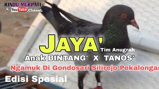 MANTUL‼️JAYA ' Anak Bintang Merpati Bom Dapat Juara 4 Mobilan Gondosari Silirejo Pekalongan