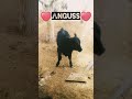 uc bucuk aylik angus melezi buzagimiz. angus köydeyaşam hayvancılık buzağı calf cow bully