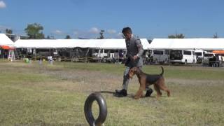 神戸中央愛犬クラブ展　テリアグループ牝　2015.9.22