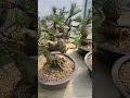 gardening garden bonsai bonsaitree plants tree 분재 분재원 소나무분재 해송 곰솔 흑송