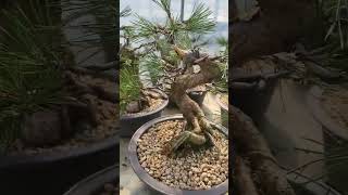 #gardening #garden #bonsai #bonsaitree #plants #tree #분재 #분재원 #소나무분재 #해송 #곰솔 #흑송