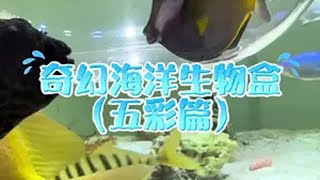 【奇幻海洋生物】这次有拼接撞色小动物！小煤球日常捣乱～ 诺亚方缸 私人海洋