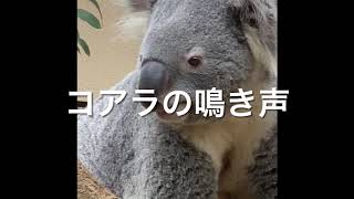 コアラの鳴き声　Koala barks