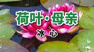 散文朗讀｜《荷葉·母親》作者：冰心