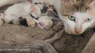 ഞങ്ങളുടെ കിങ്ങിണി പൂച്ച പ്രസവിച്ചു | Our Kingini cat gave birth to 5 kittens