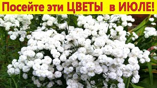 Что посеять в июле? Посадите эти цветы, они порадуют цветением в следующем году.